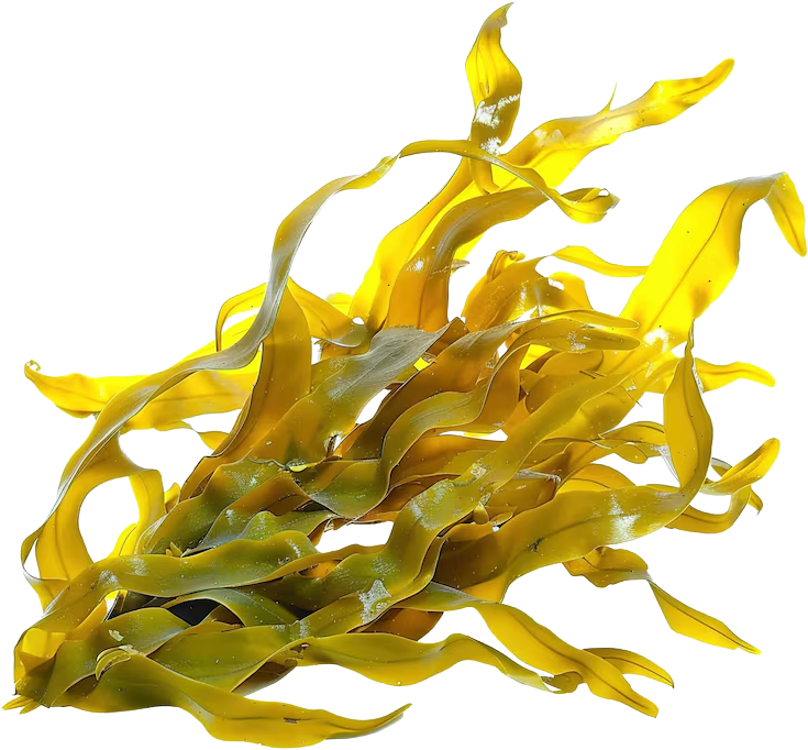 Kelp