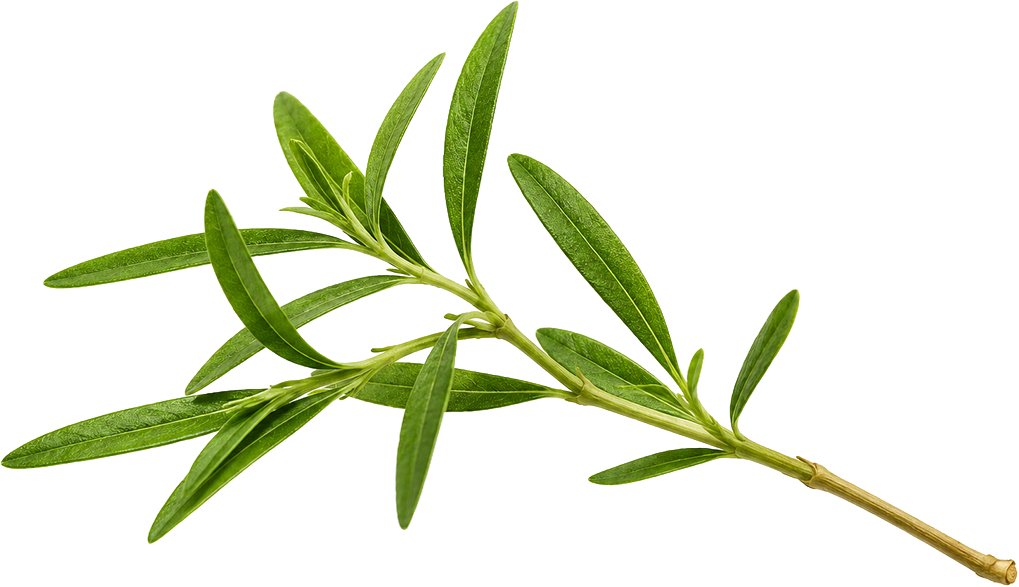 Boswellia Extract
