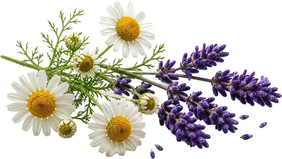 Chamomile & Lavender