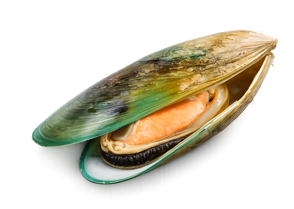 Green Lipped Mussel