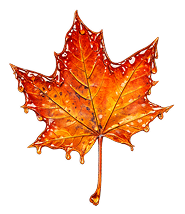 Natural Maple Syrup