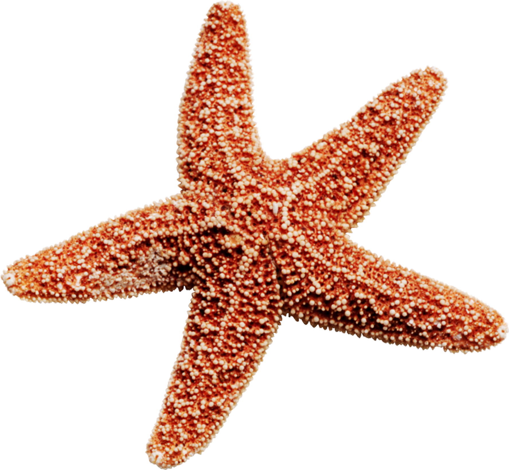 Marine Collagen