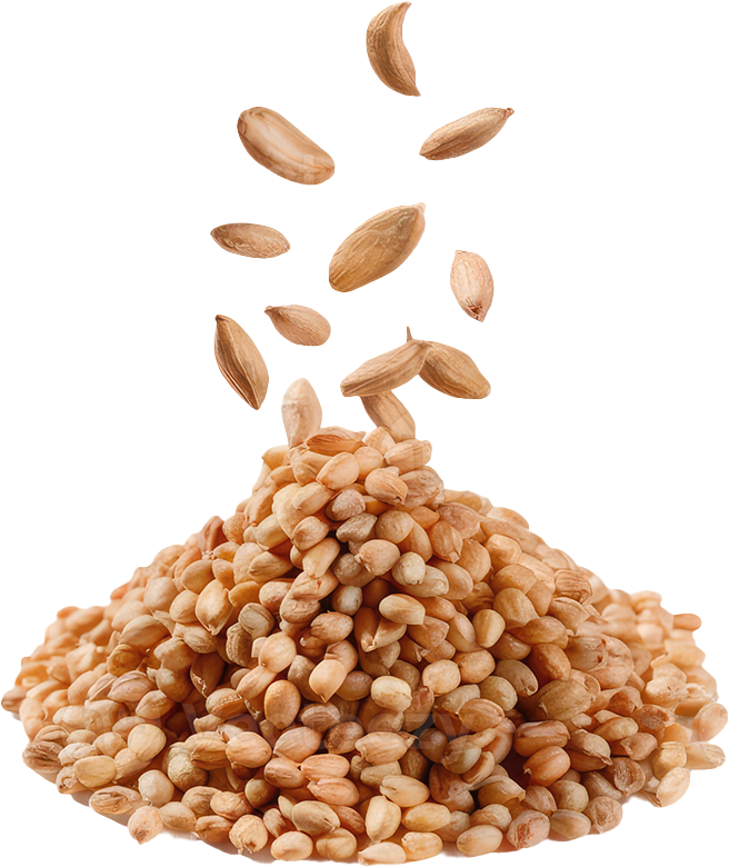Toasted Sesame Seeds