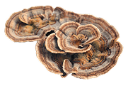 Turkey Tail Mushroom
